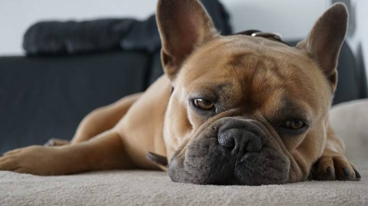 bulldog francese ha bisogno di mangiare una dieta corretta Bulldog Francese alimentazione mangiare dieta