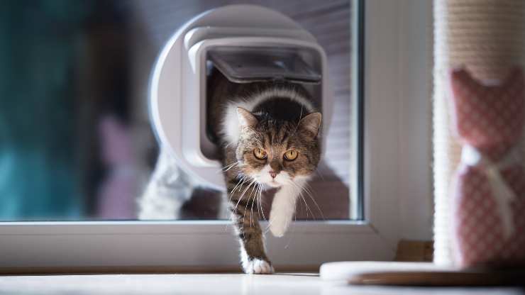 gatto