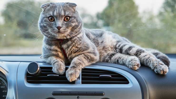 gatti che amano viaggiare