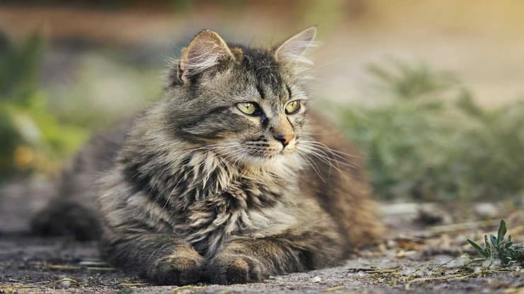 gatti roditori