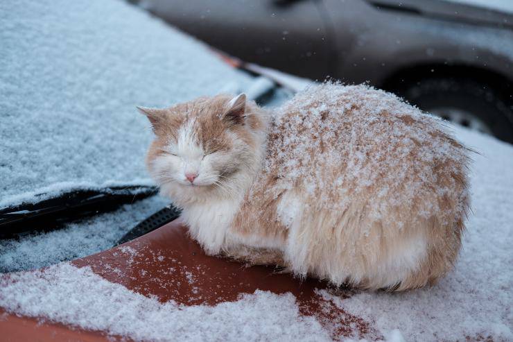 gatto fuori al freddo