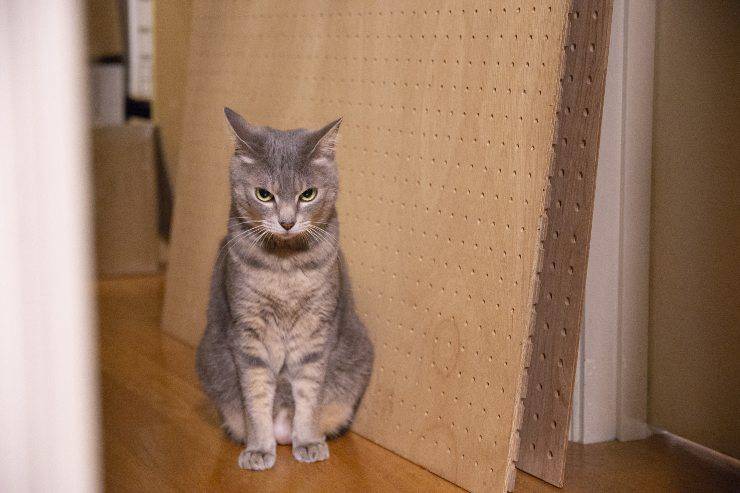 le cose che fanno innervosire il gatto