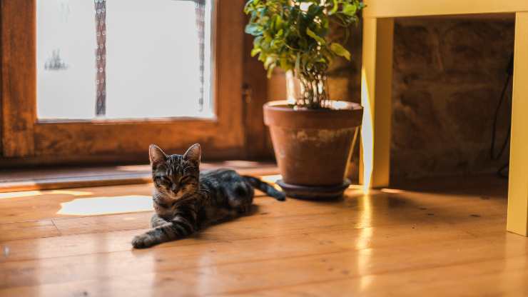 gatto casa