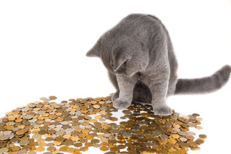 gatto e monete