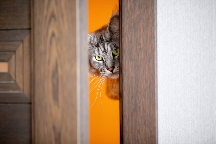 gatto che vuole entrare
