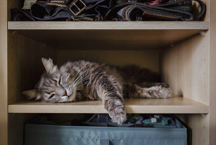 gatto che dorme