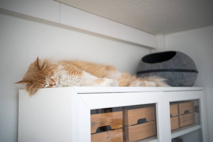 gatto che dorme