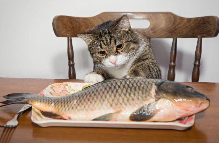 gatto pesce