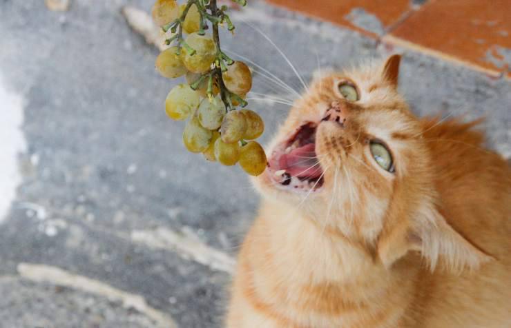 gatto frutta