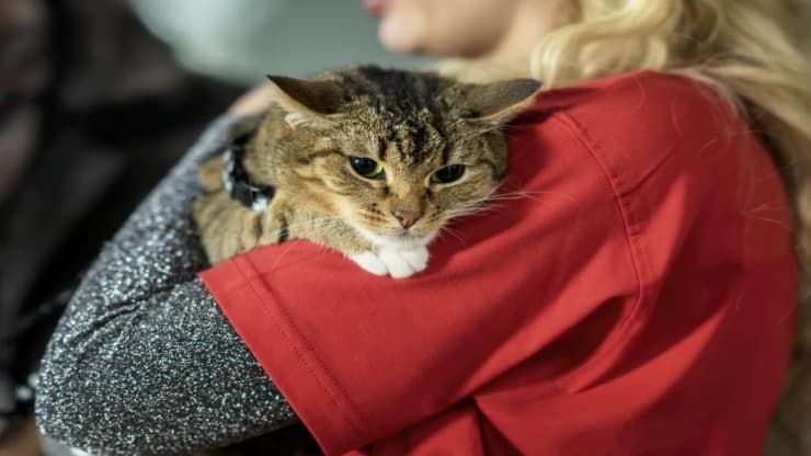 Come dimostrare proprietà del gatto