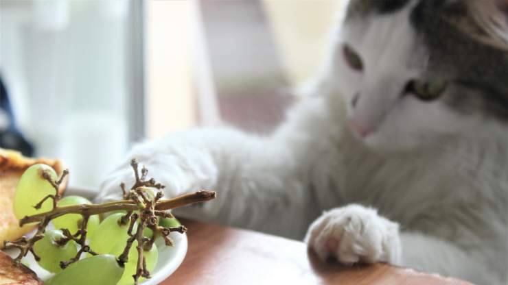 gatto mangiare uva