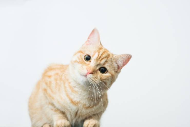 sguardo gatto