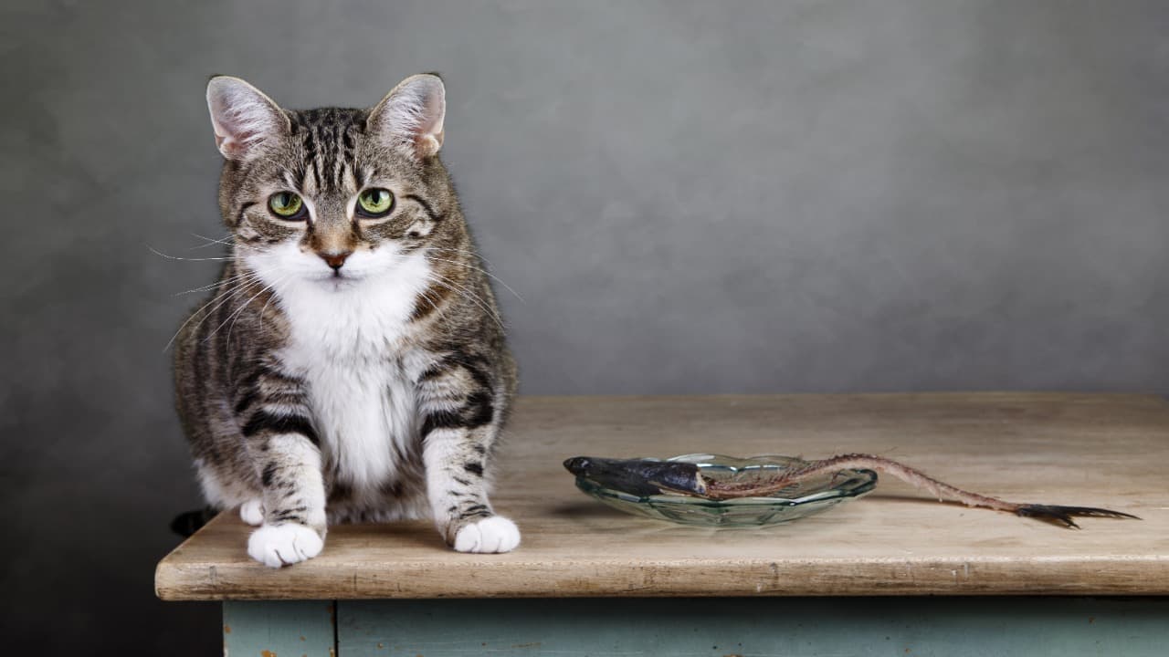 Senso di colpa nel gatto