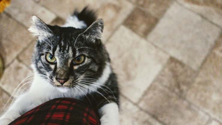 gatto sulla gamba