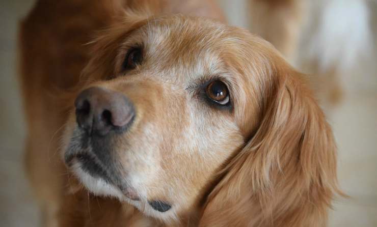Lo sguardo del Golden retriever