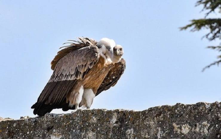 animali della montagna