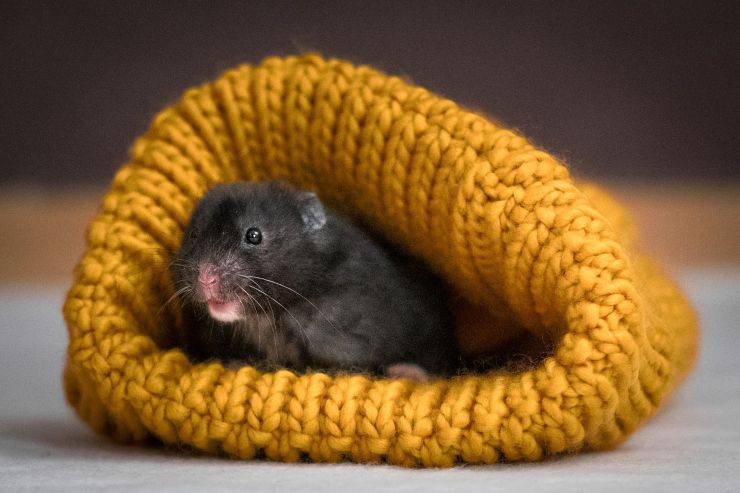 Criceto spaventato nel cappello