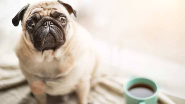 il cane ha la nausea