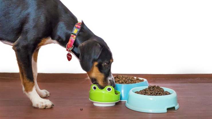 cane mangia dalla ciotola il cane non mastica