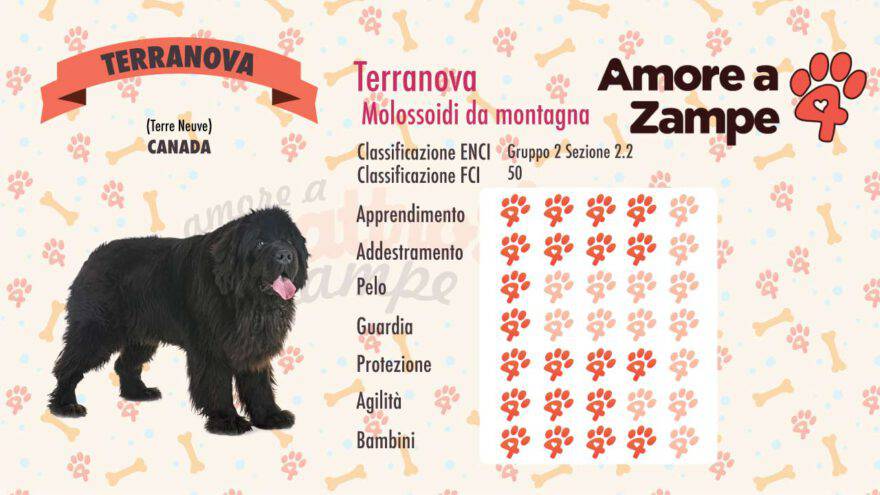 infografica terranova