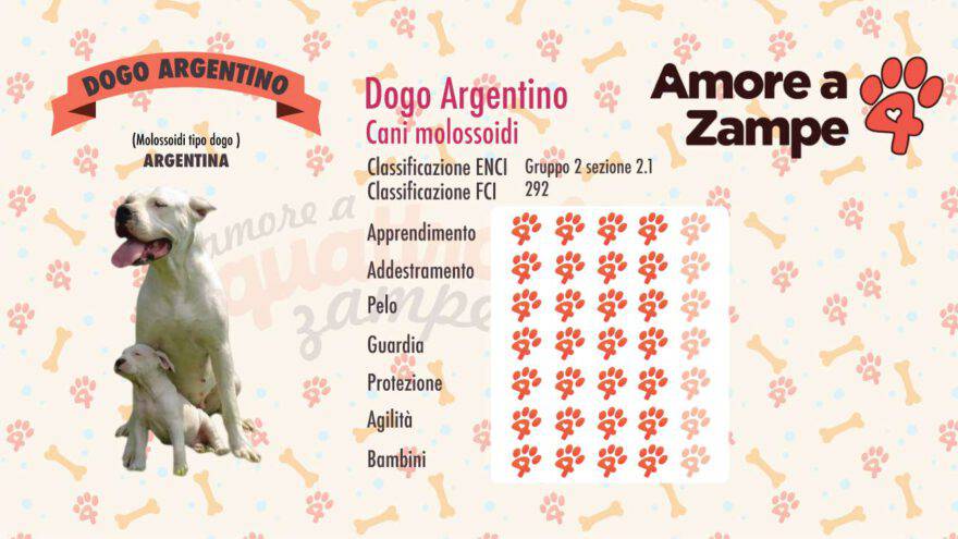 infografica cane dogo argentino