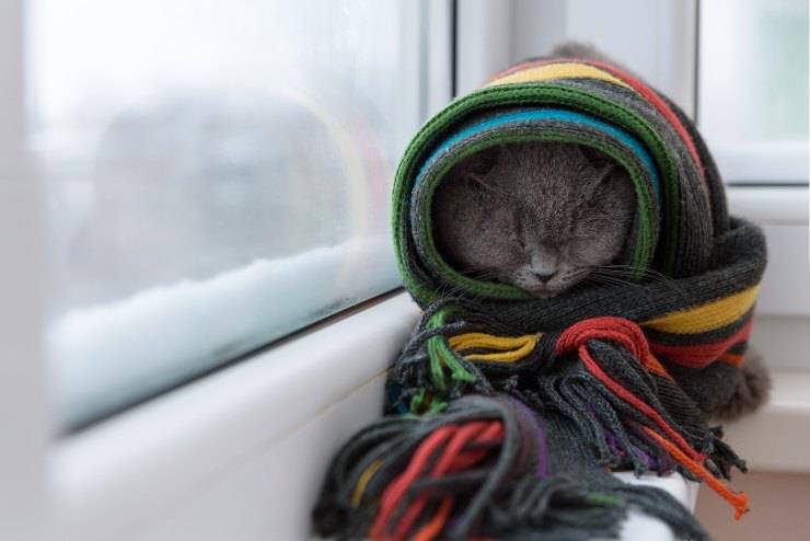 ipotermia nel gatto