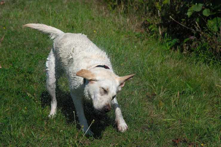 Cane muove la testa