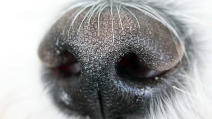olfatto cane naso senso odori feromoni