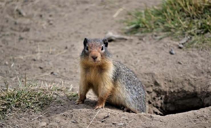 marmotta