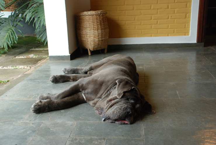 mastino dorme