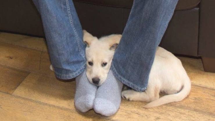 cane si appoggia al padrone sui piedi cane siede o si appoggia sui piedi