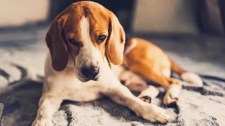 osteogenesi nel cane
