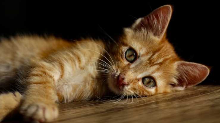 parvovirosi gatto
