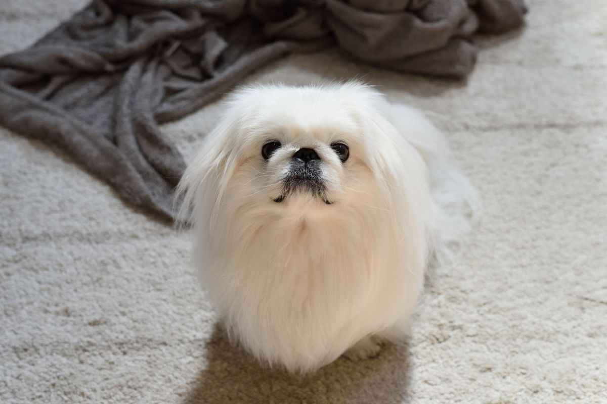 pechinese