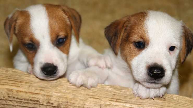 jack russell cuccioli perché i cuccioli sono irresistibili
