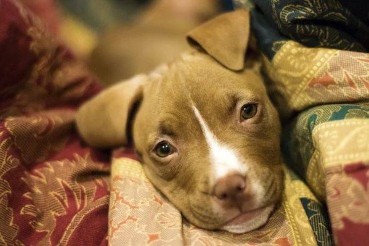 cucciolo di pitbull american pit bull terrier