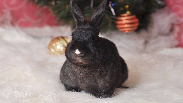 Animali che hanno paura del Capodanno Animali che hanno paura del Capodanno