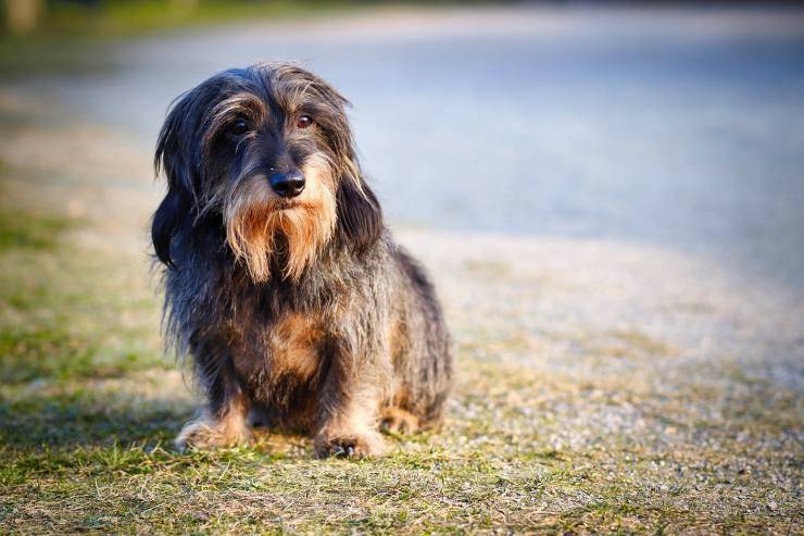 Cane che guarda lontano