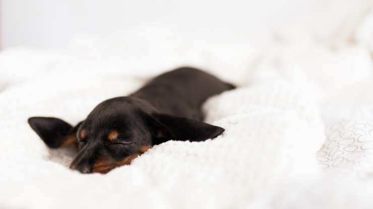 cani che amano dormire