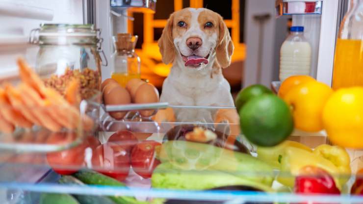 razze di cani che amano mangiare