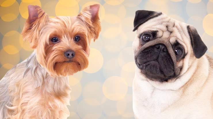 yorkshire e carlino razze di cani che restano piccoli