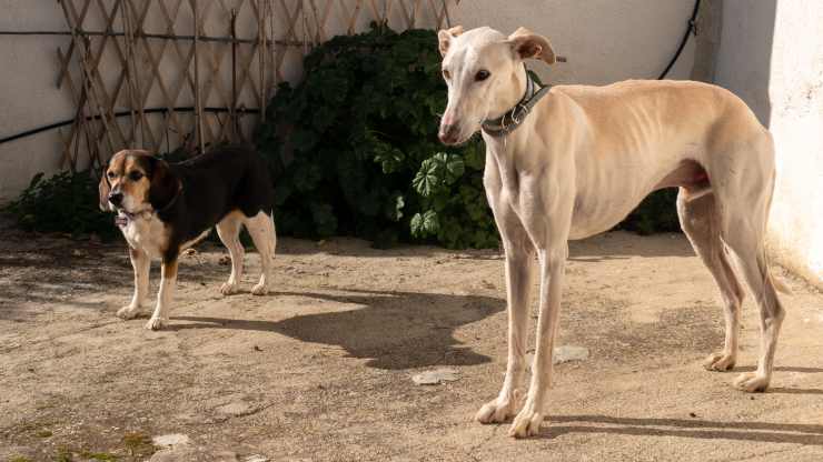 razze di cani compatibili con il beagle