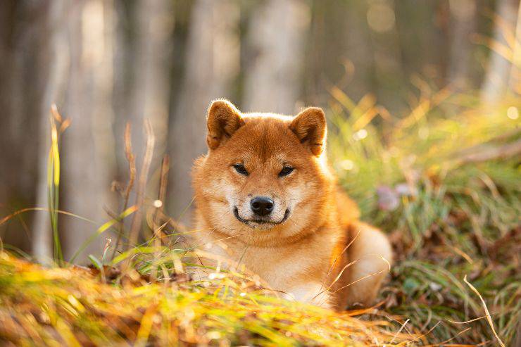 cane nel bosco razze di cani con gli occhi a mandorla