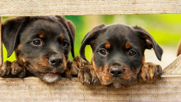 rottweiler cane razze compatibili