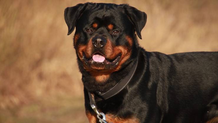 rottweiler cane adulto