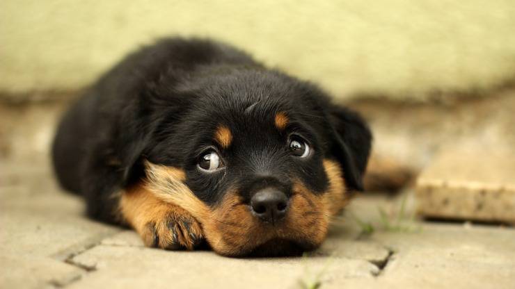 rottweiler cane cucciolo