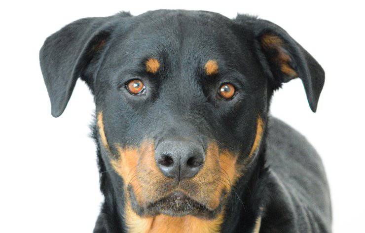 rottweiler cane malattie comuni predisposizioni salute