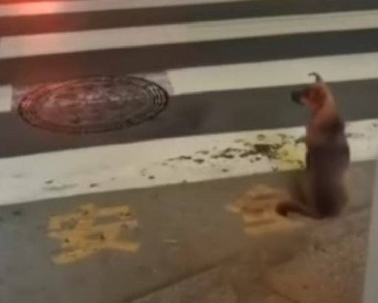 cane semaforo