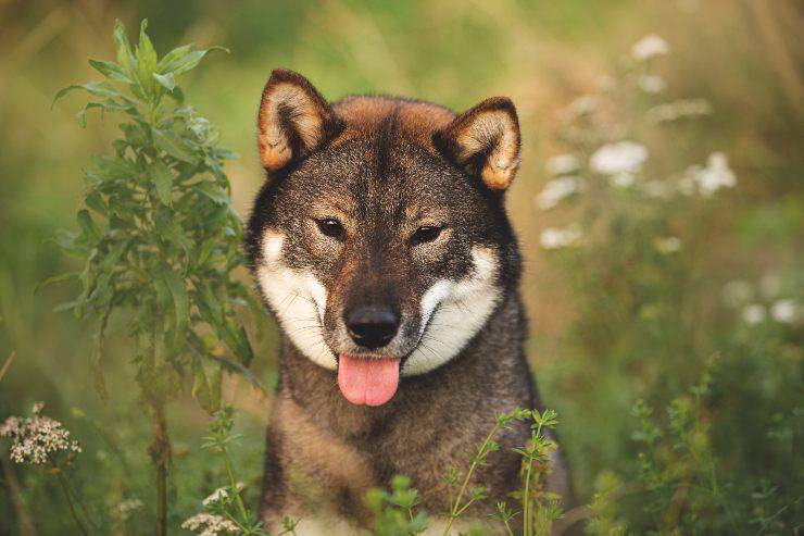 cane tra le piante shikoku ken