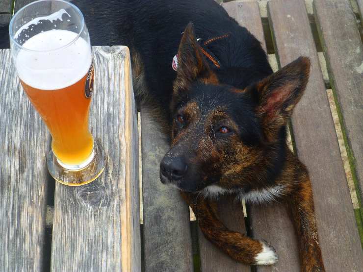 Cane e birra